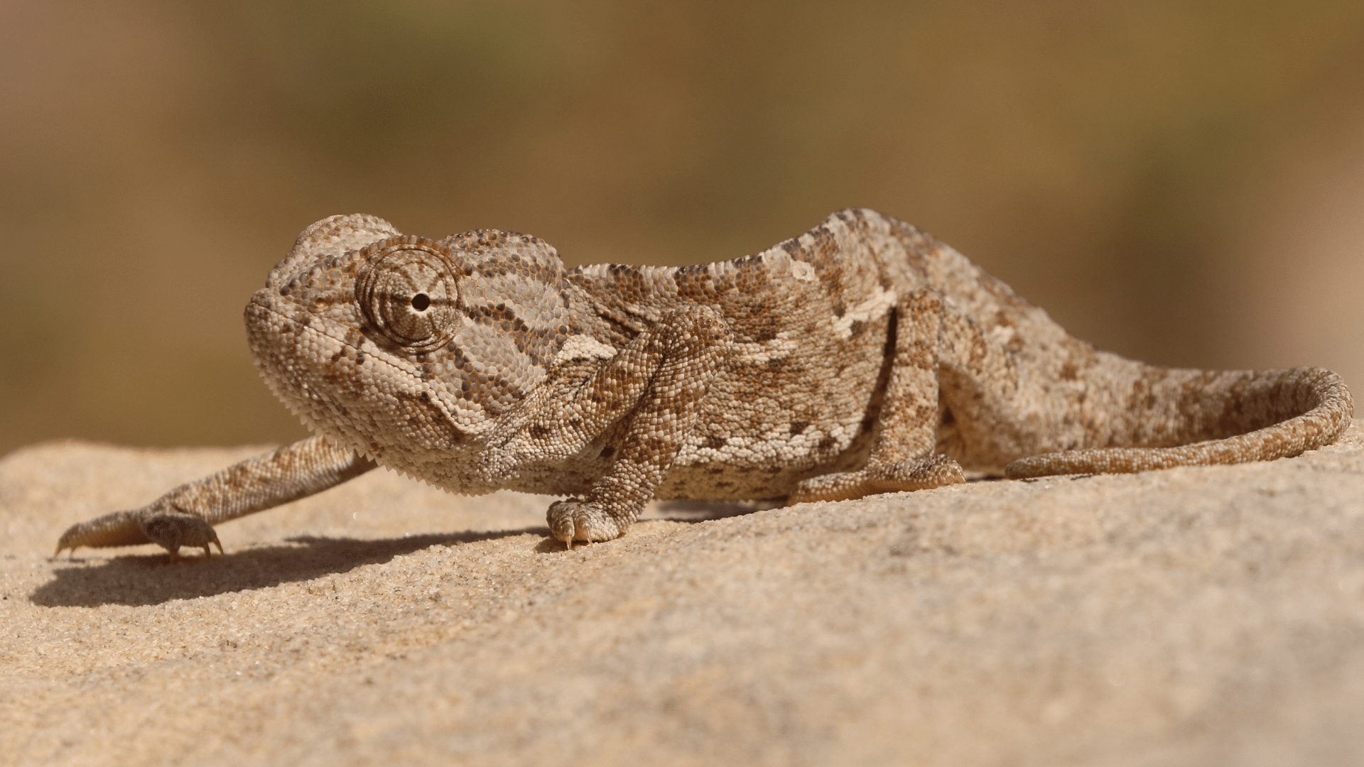 Brown_Chameleon_Color