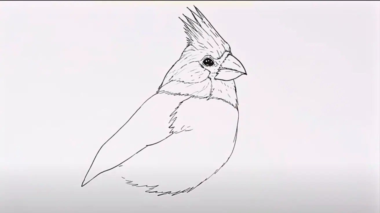 Build_the_Body_and_Wing_Curves