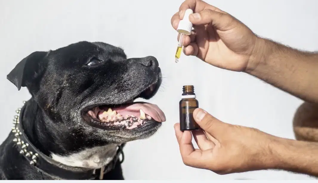 CBD Supports Healthy Joints and Mobility