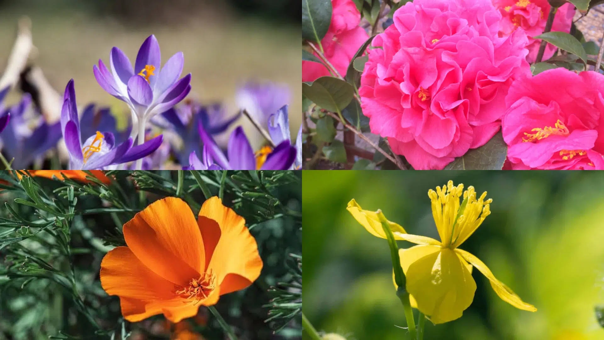 Charming_Spring_Flowers_That_Start_with_C