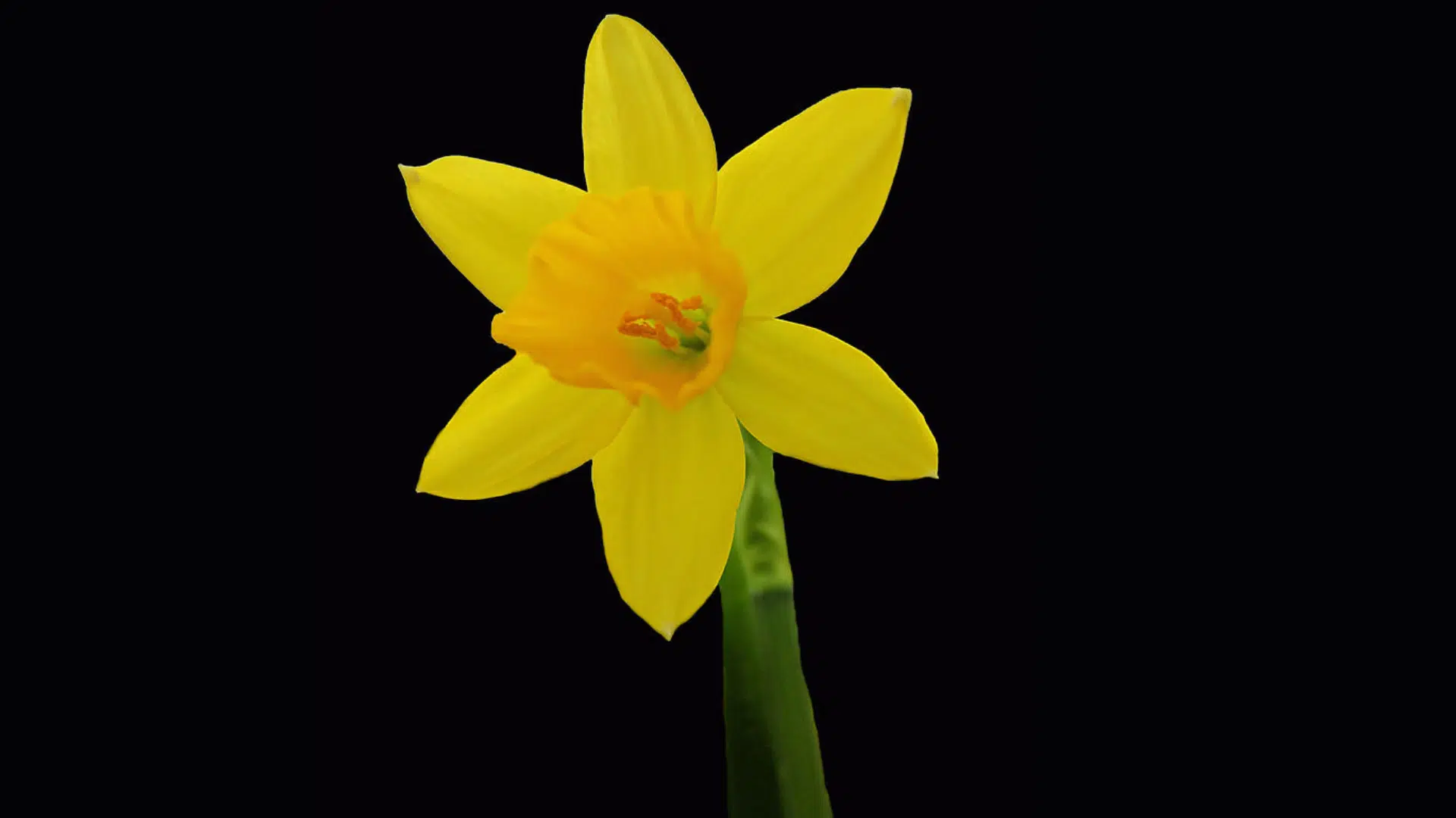 Daffodil