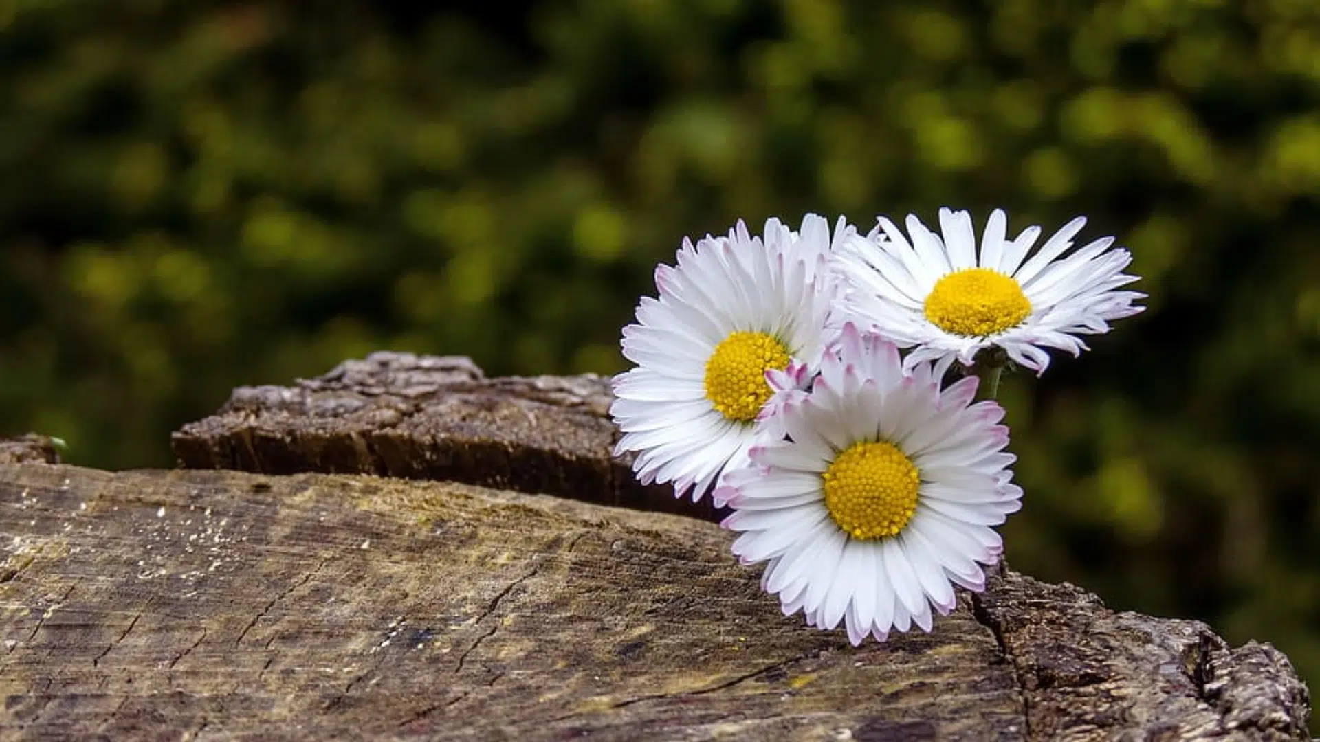 Daisy