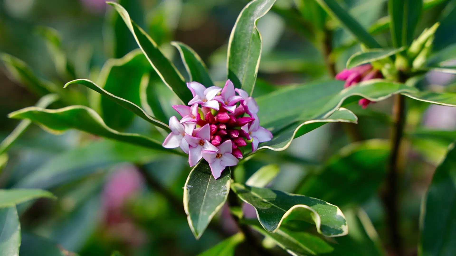 Daphne
