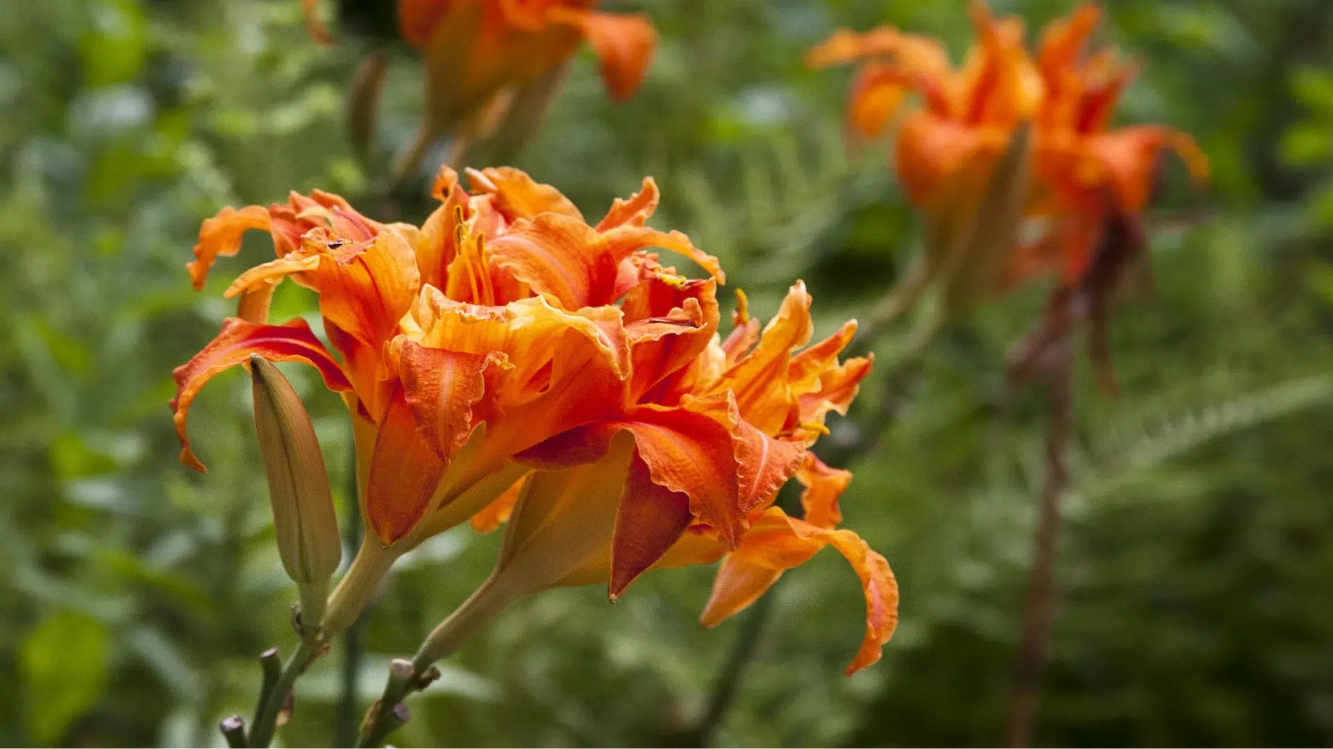 Daylily