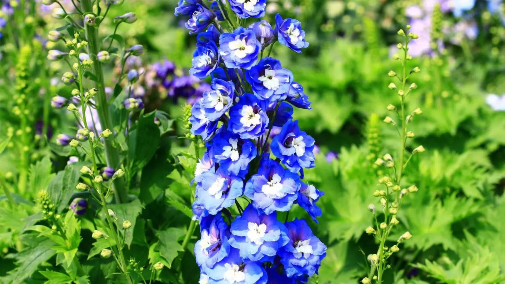 Delphinium