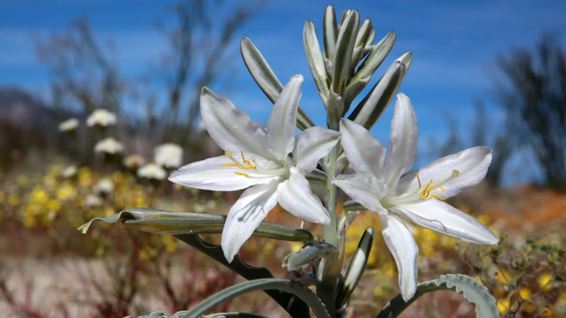 Desert_Lily