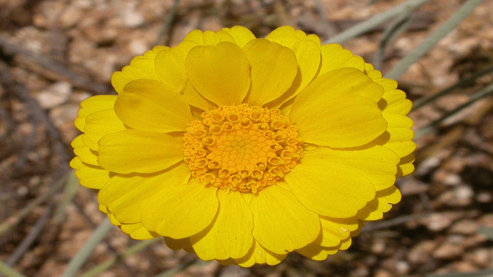 Desert_Marigold