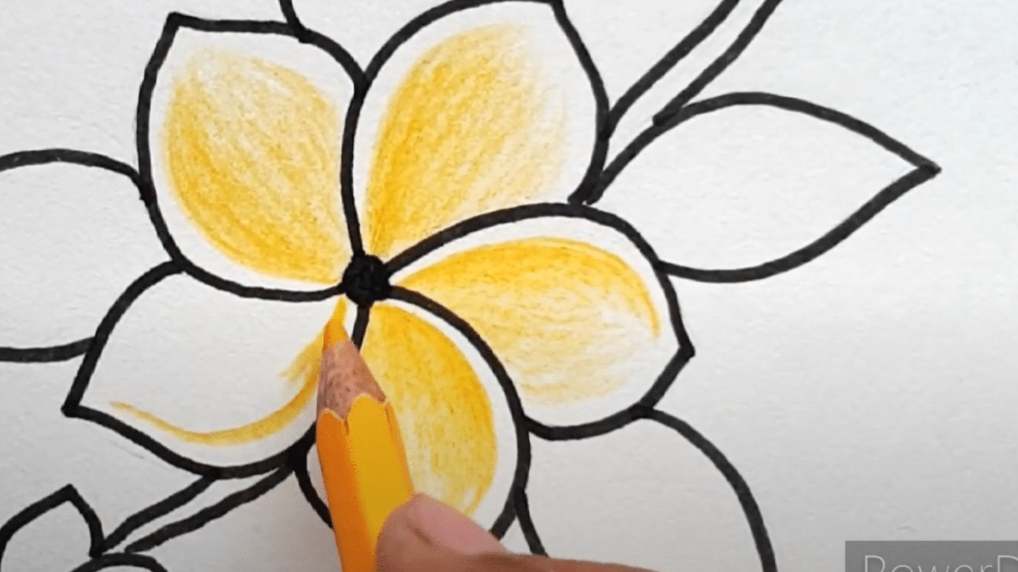 Detail_the_Petals