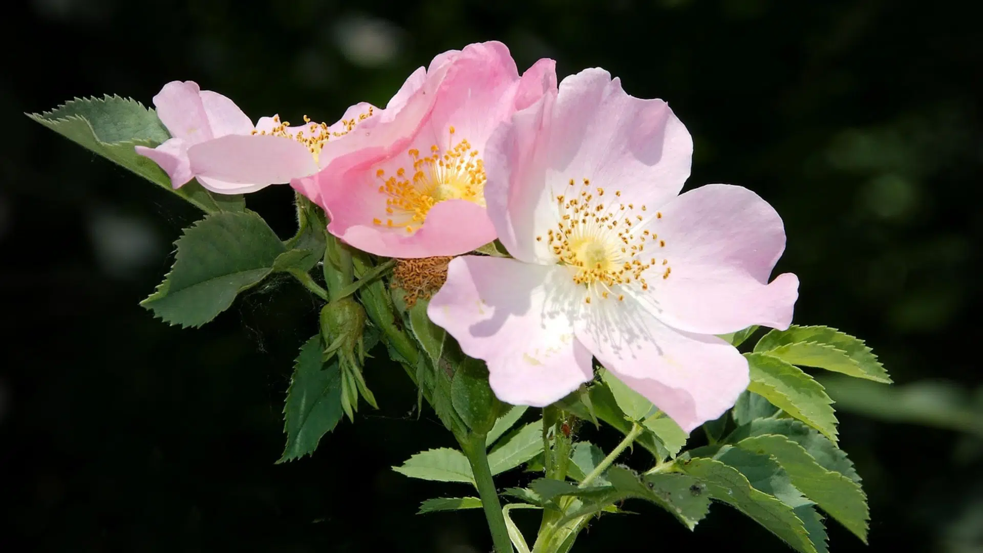 Dog_Rose