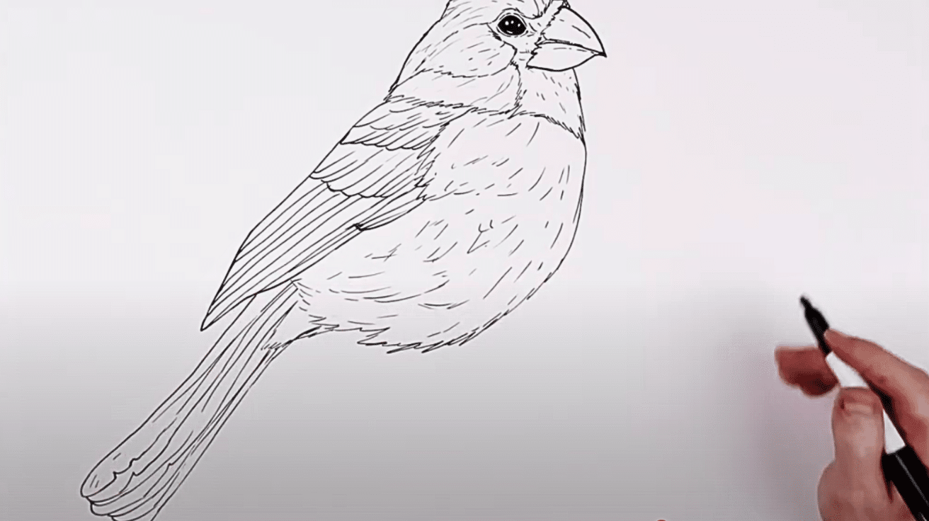 Draw_the_Tail_and_Feather_Layers
