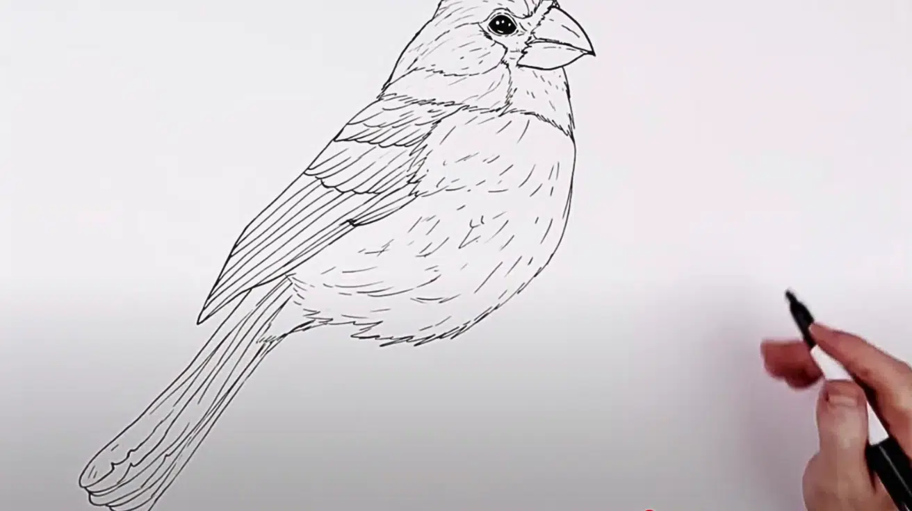 Draw_the_Tail_and_Feather_Layers
