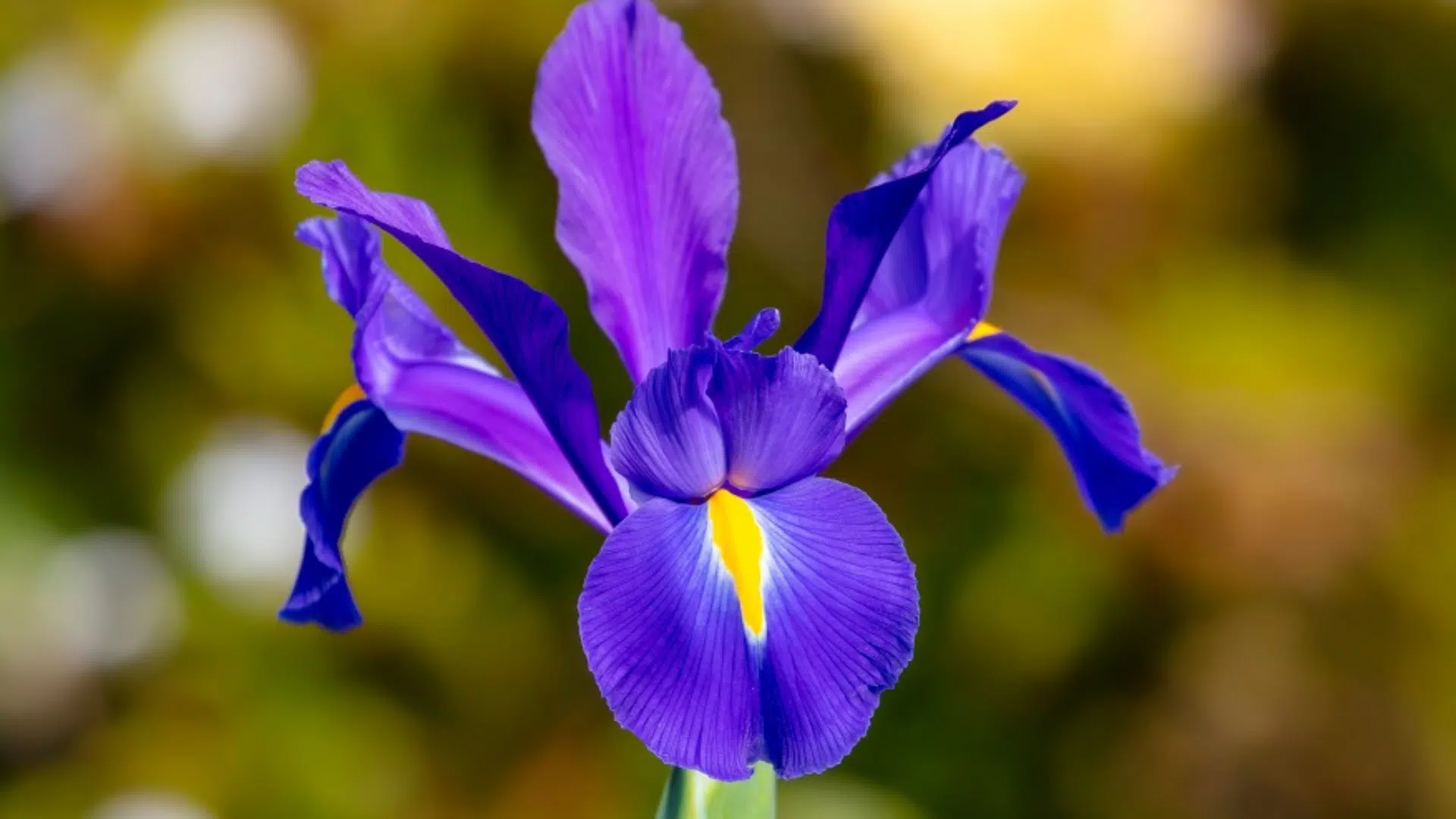 Dutch_Iris
