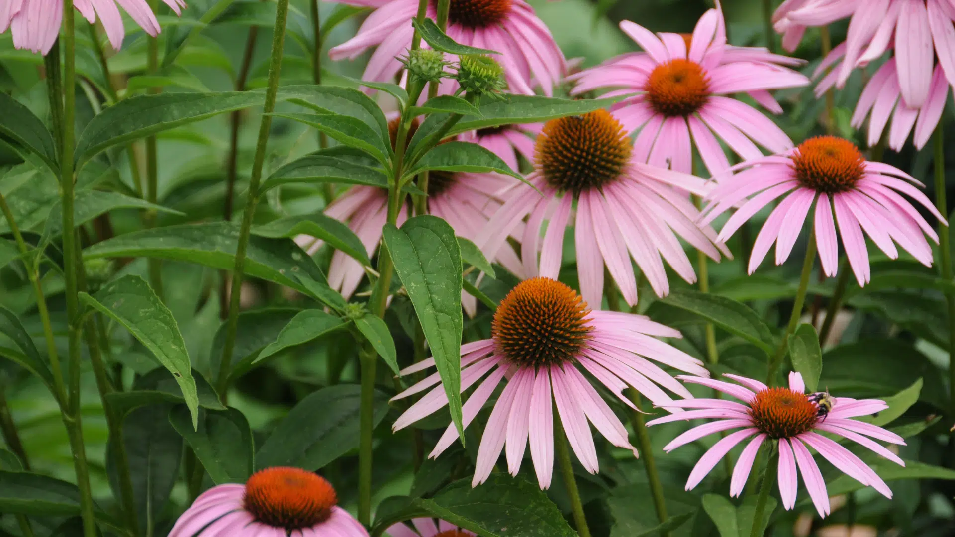 Echinacea_Coneflower