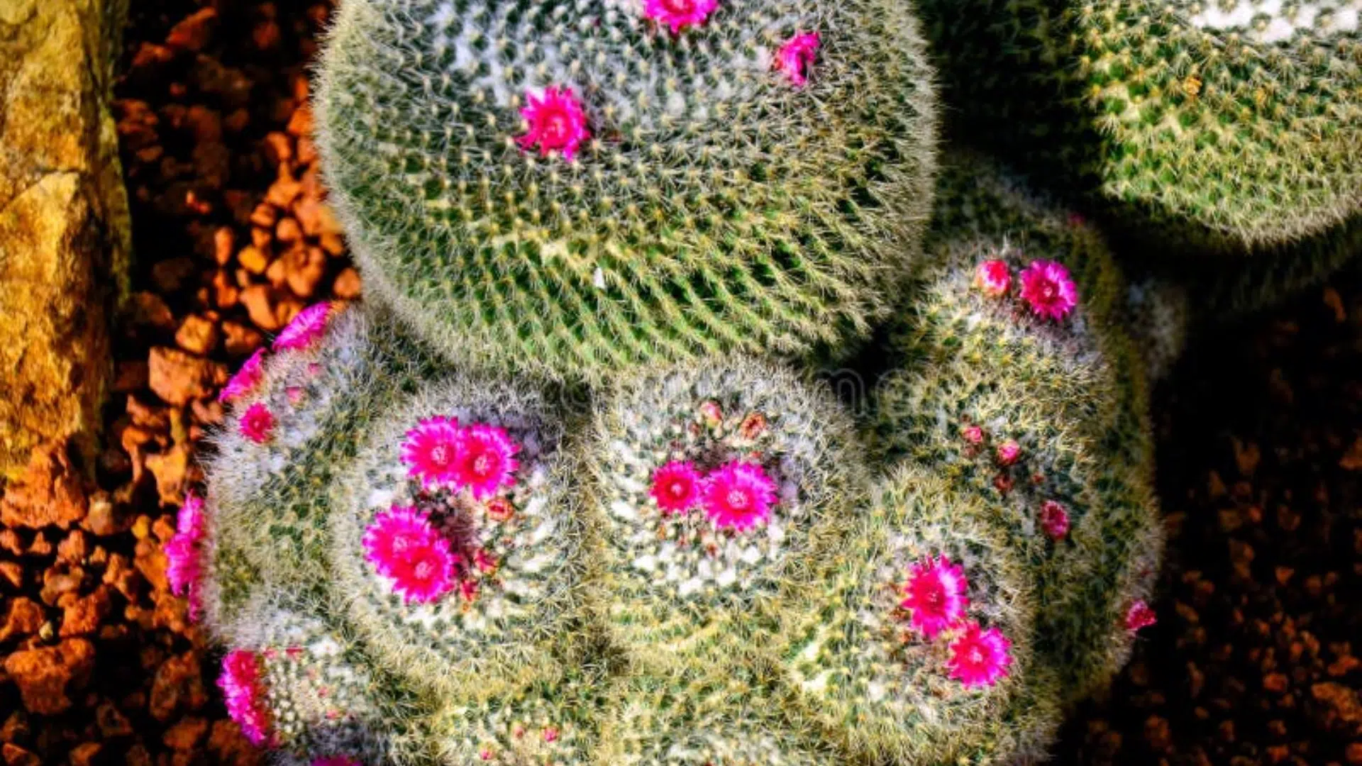 Echinocactus