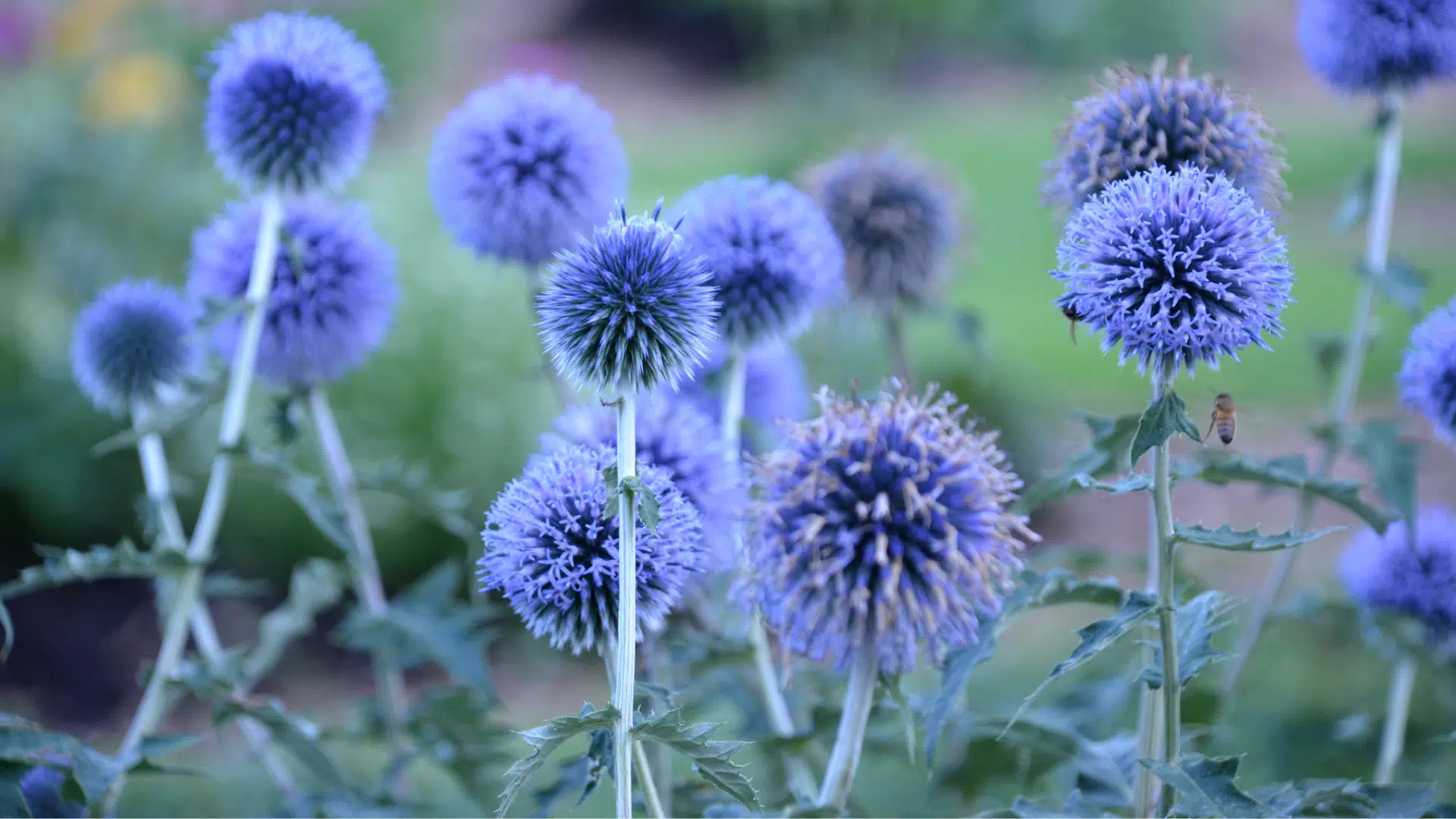 Echinops_Globe_Thistle