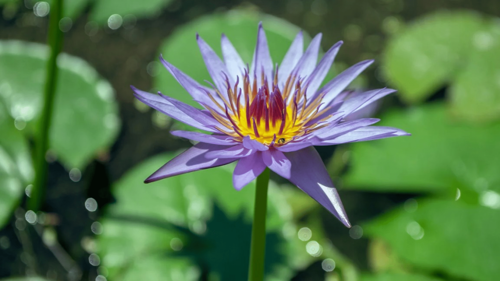Egyptian_Lotus