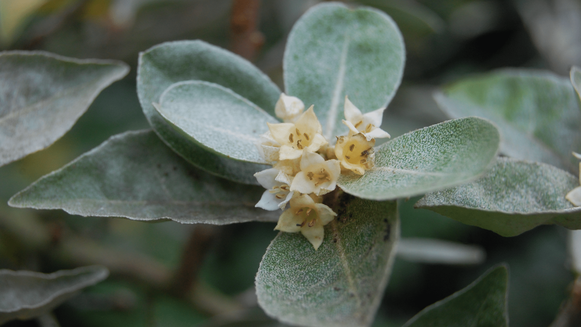 Elaeagnus_Umbellata