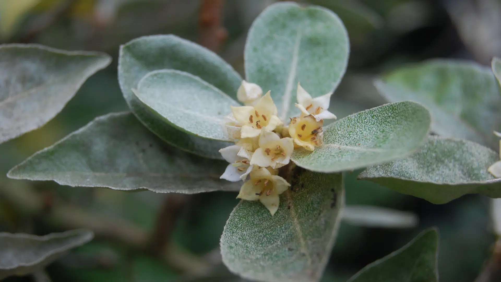 Elaeagnus_Umbellata