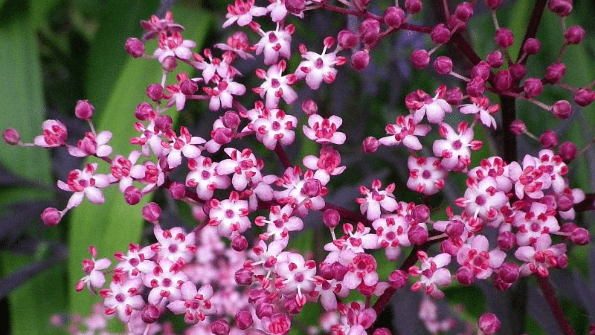 Elderberry