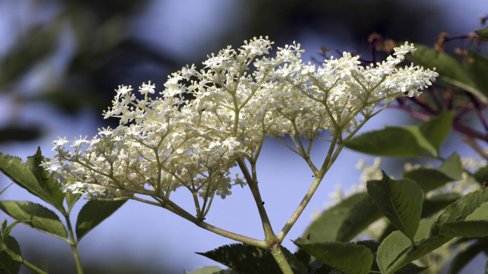 Elderflower