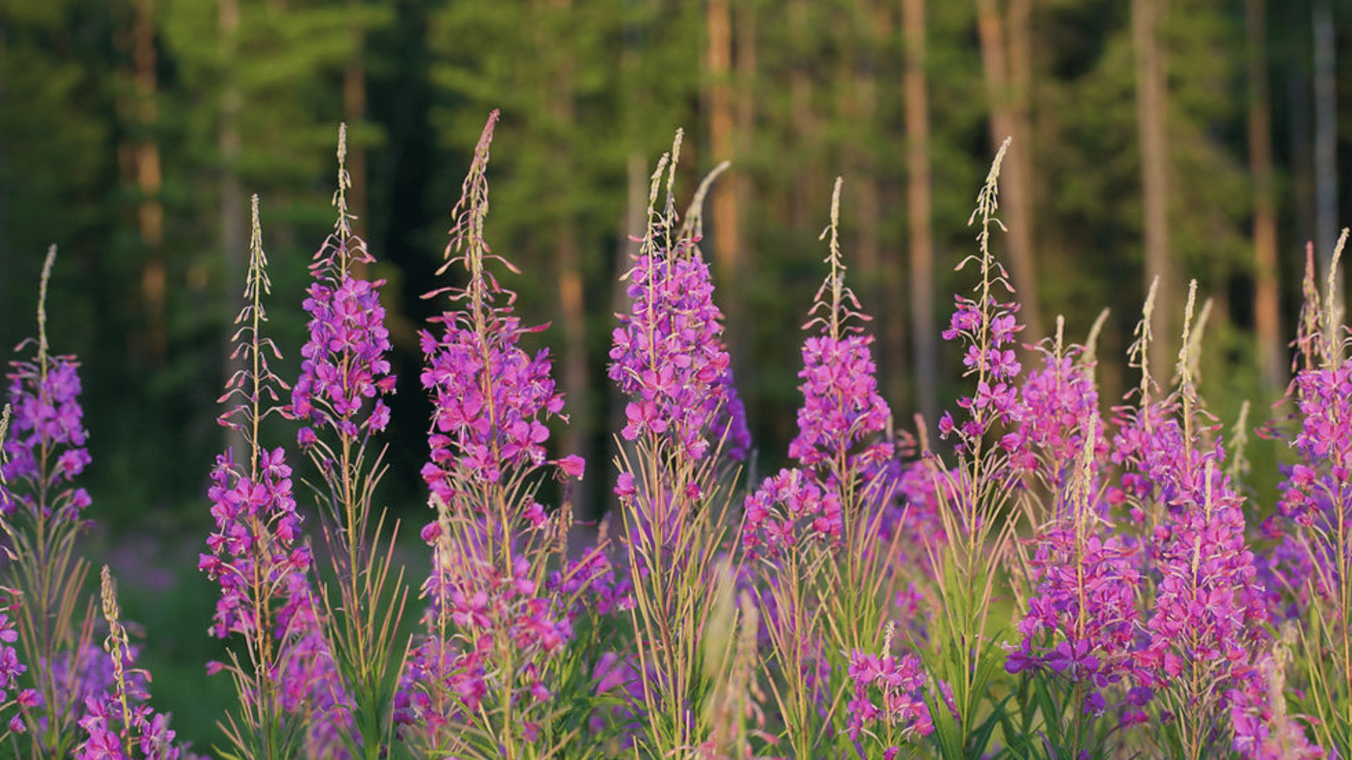 Epilobium_Fireweed