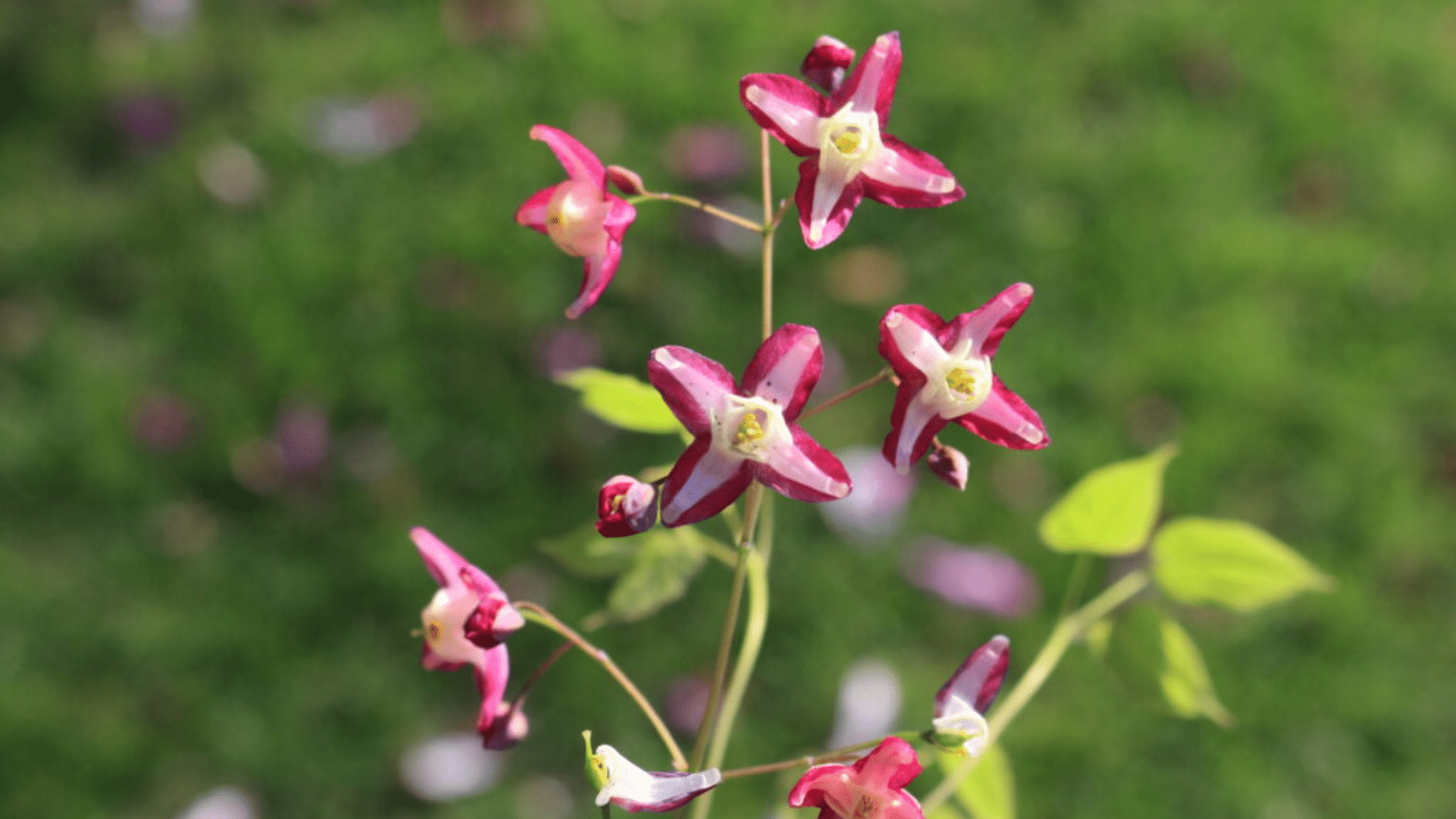 Epimedium_Barrenwort