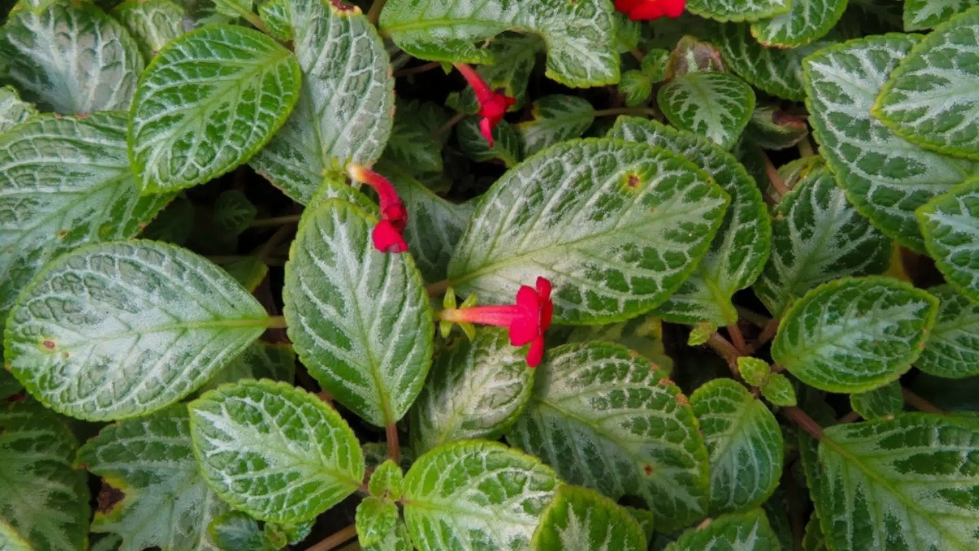 Episcia