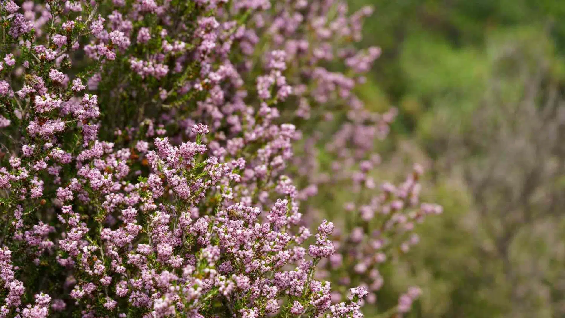 Erica_carnea_Winter_Heath