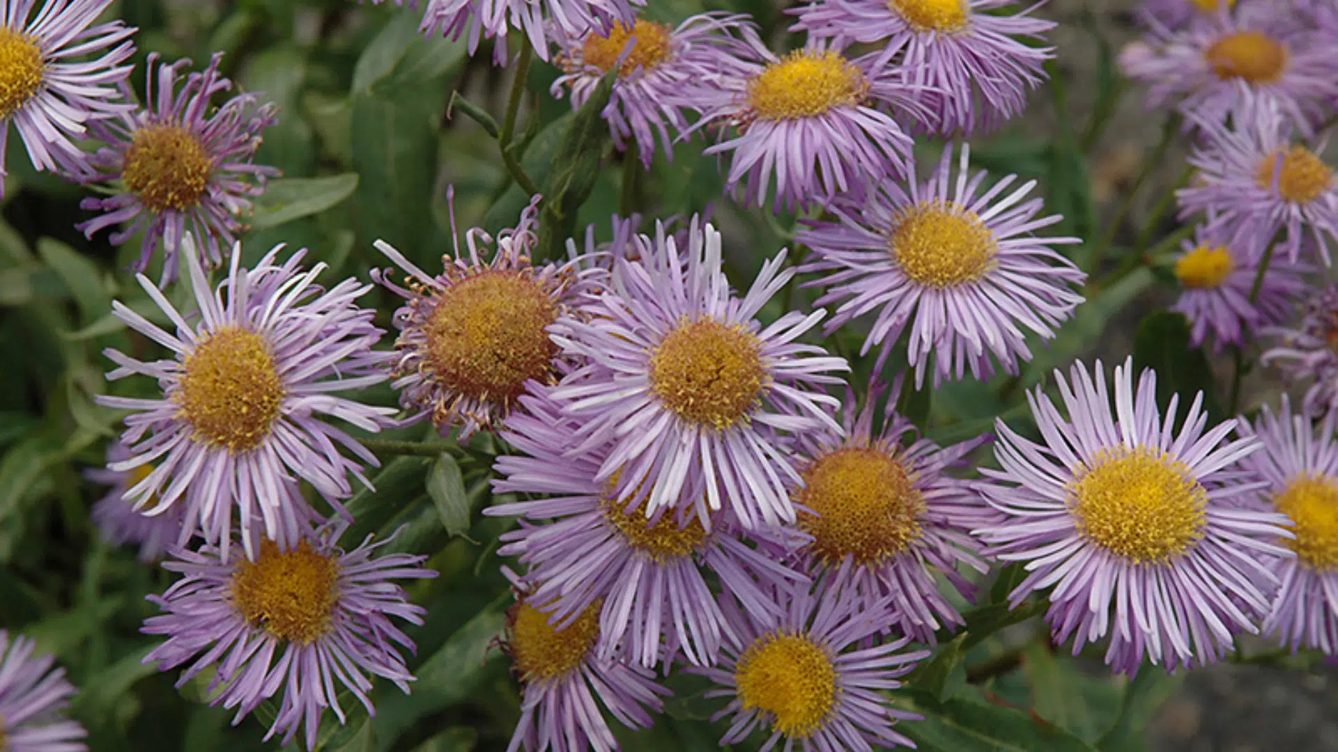 Erigeron_Flea_Bane