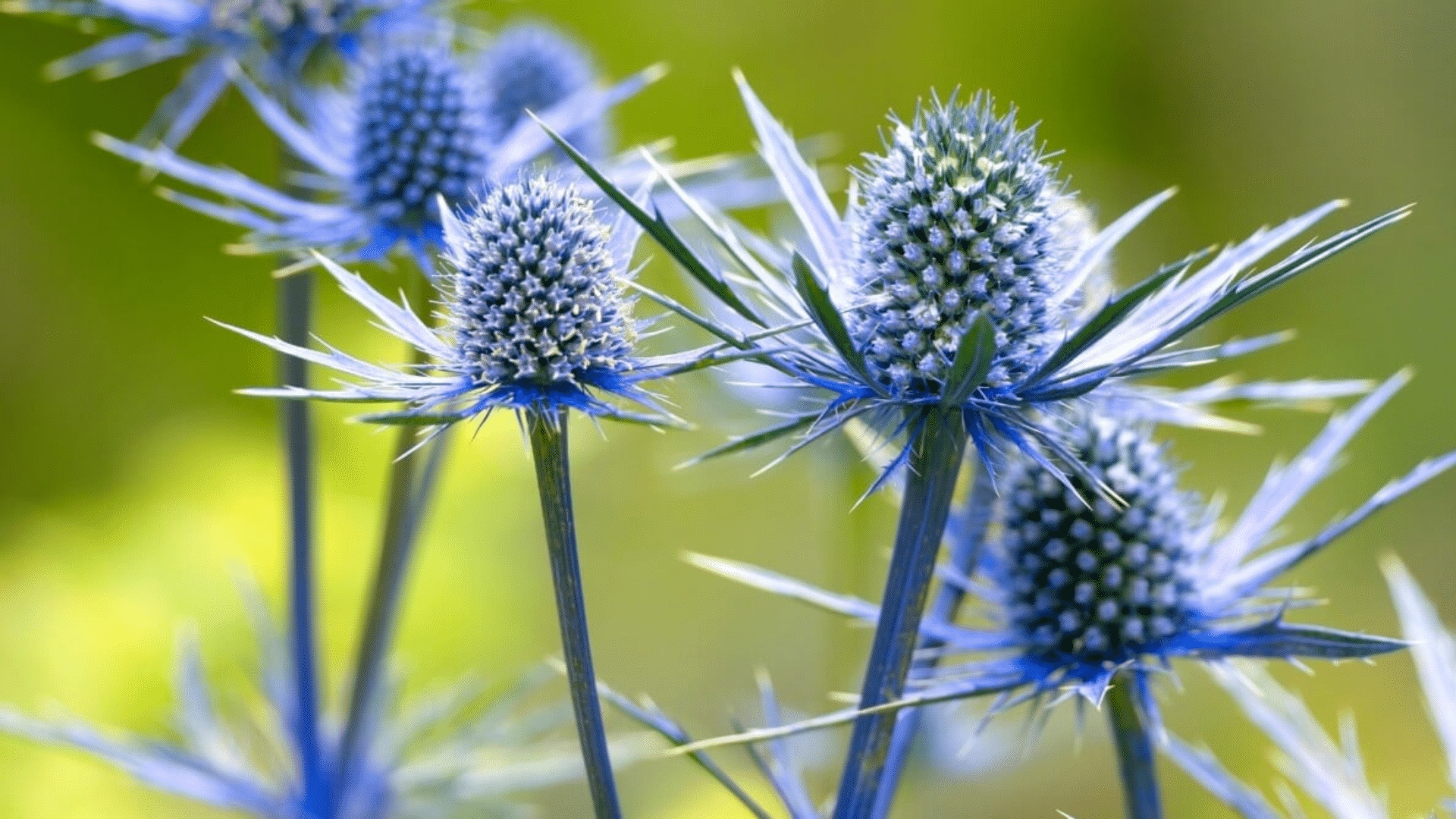 Eryngium_Sea_Holly