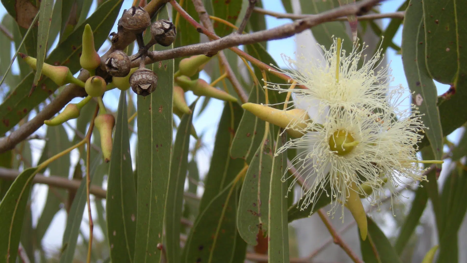 Eucalyptus_globulus