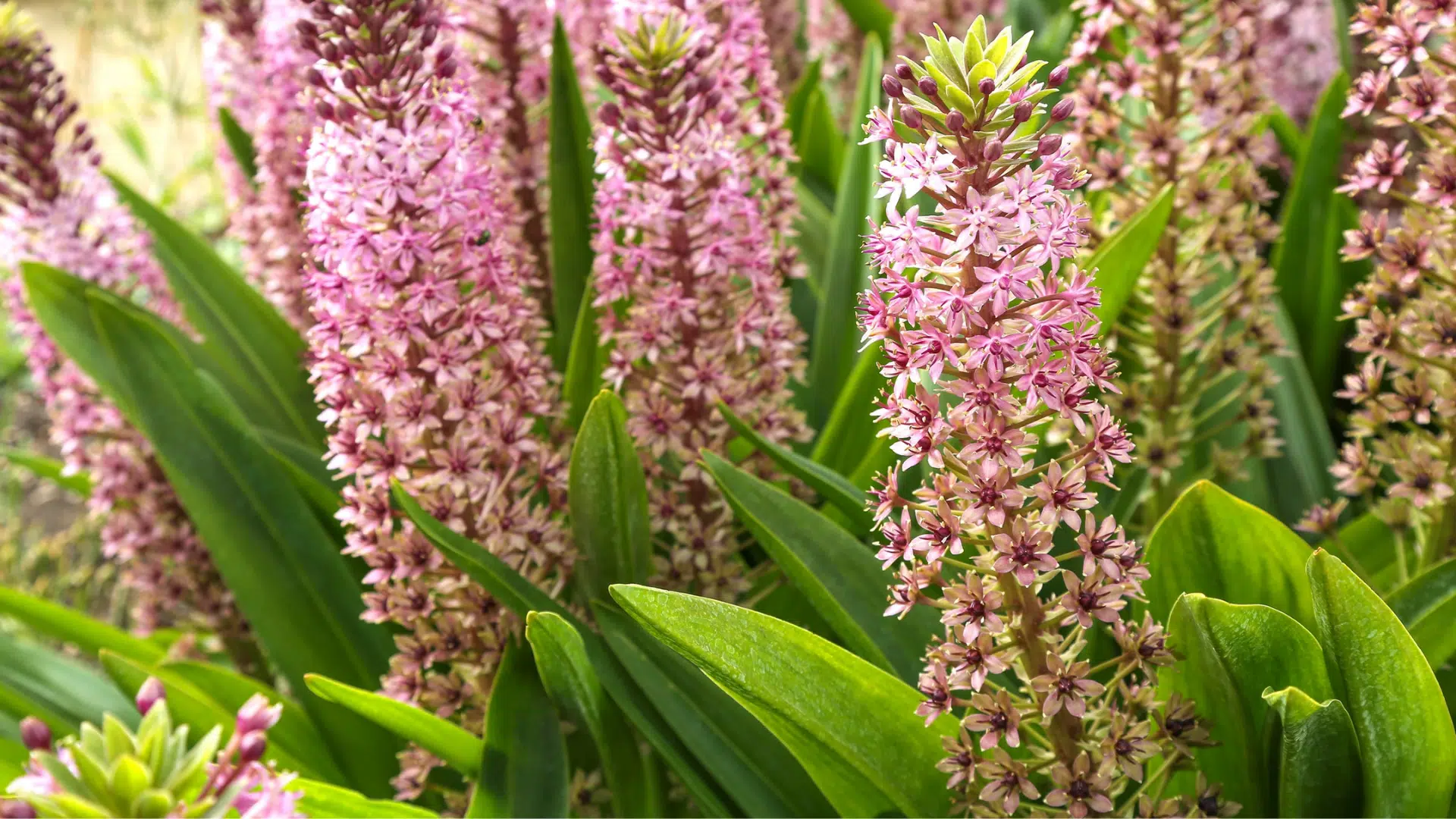 Eucomis_Pineapple_Lily