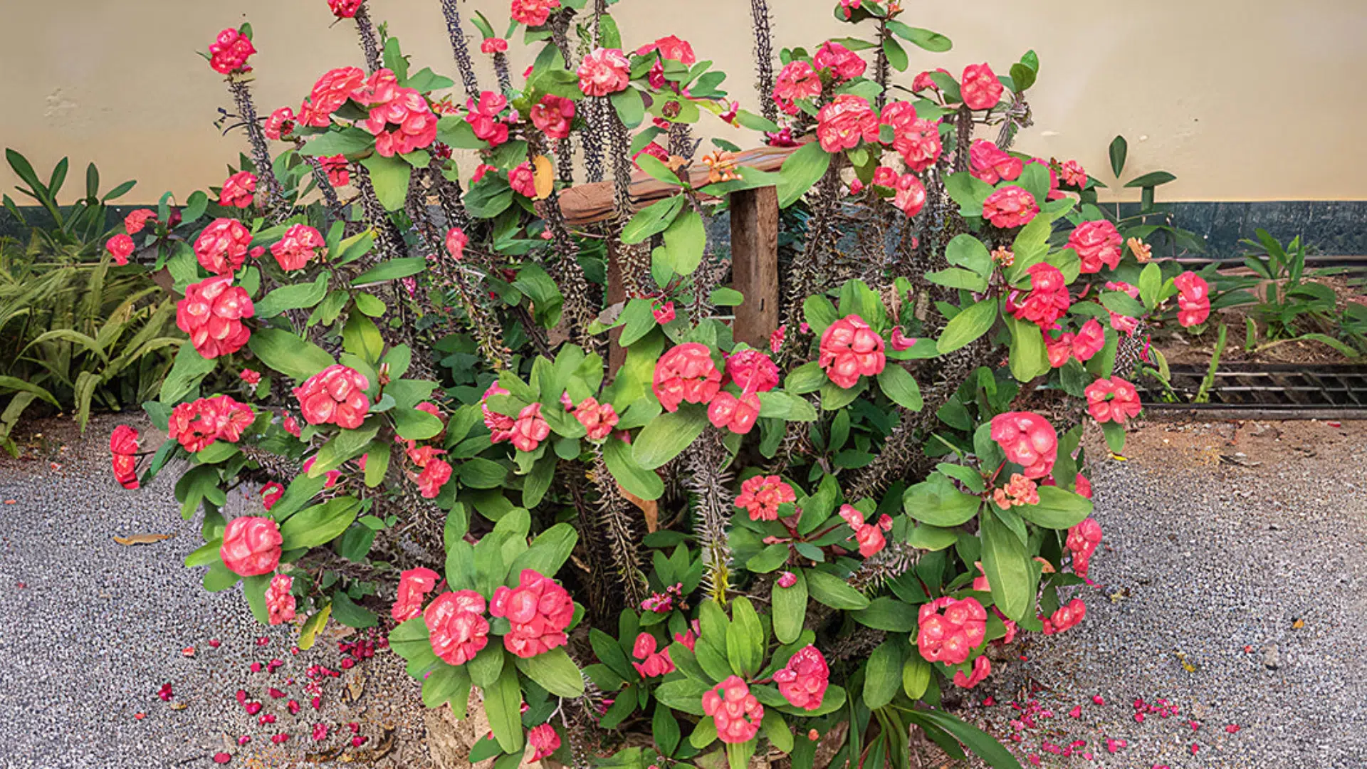 Euphorbia_Spurge