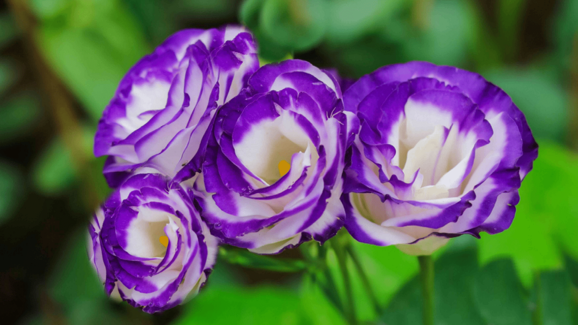 Eustoma_Lisianthus