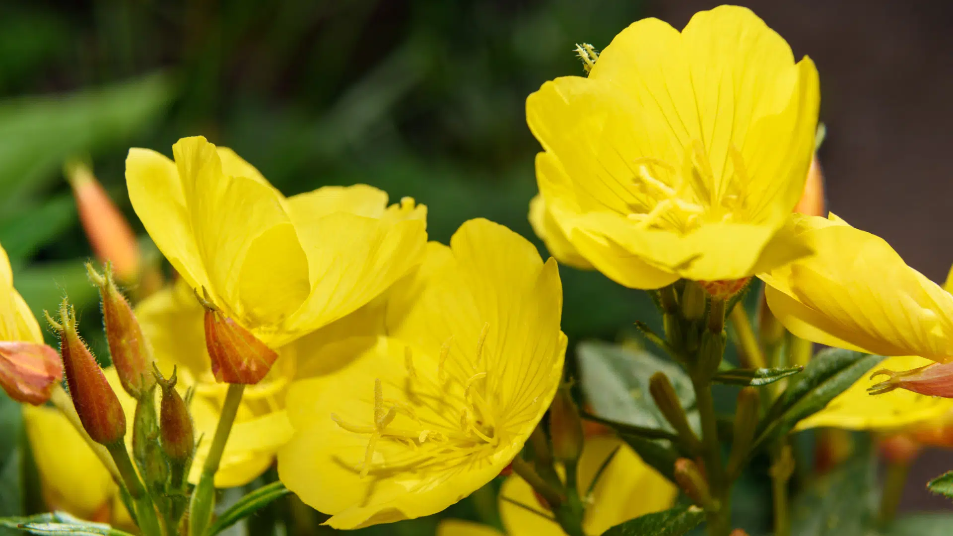 Evening_Primrose