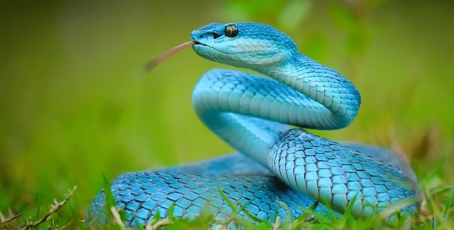 Everything_You_Need_to_Know_About_Snakes