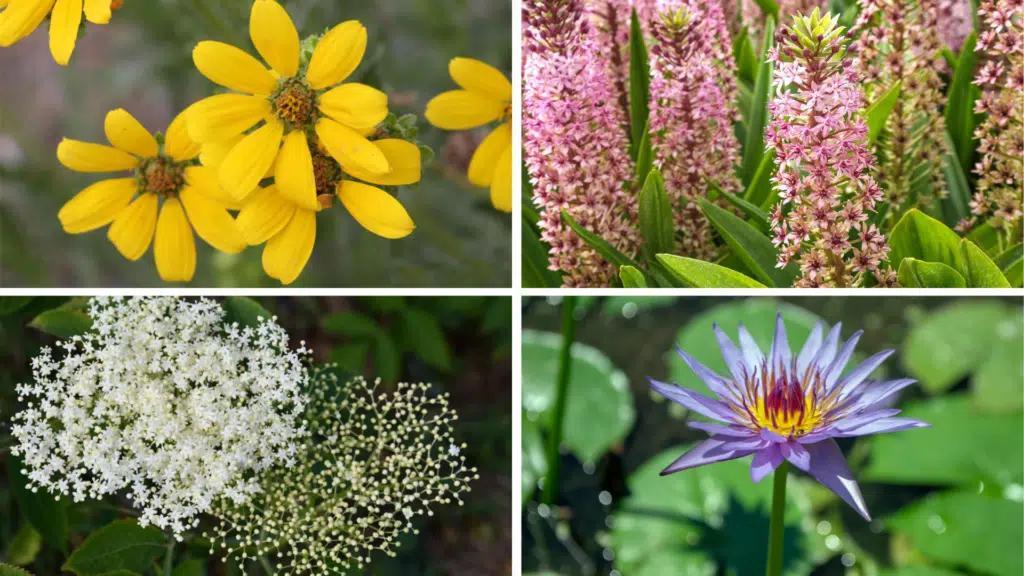 Eye-Catching+Blooms+41+Flowers+that+Start+with+E