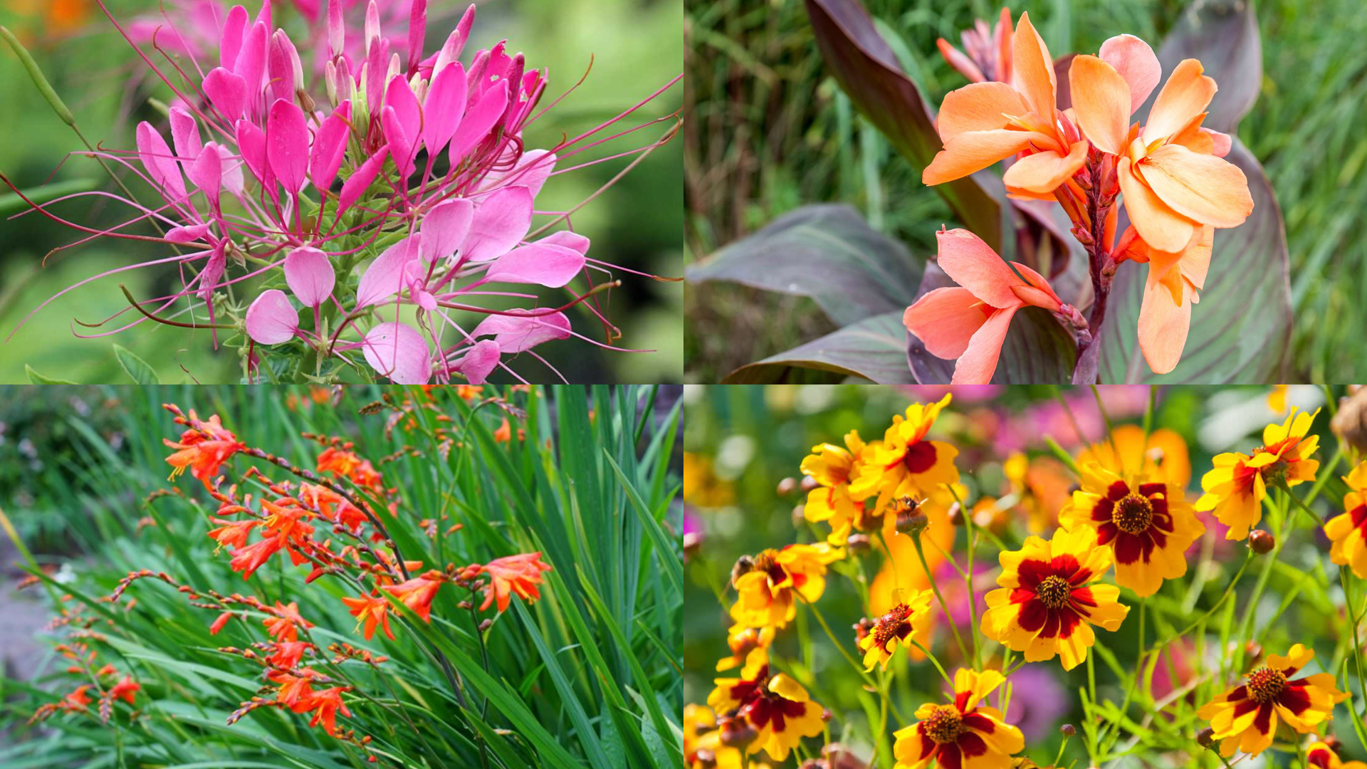 Fabulous_Fall_Flowers_That_Start_with_C