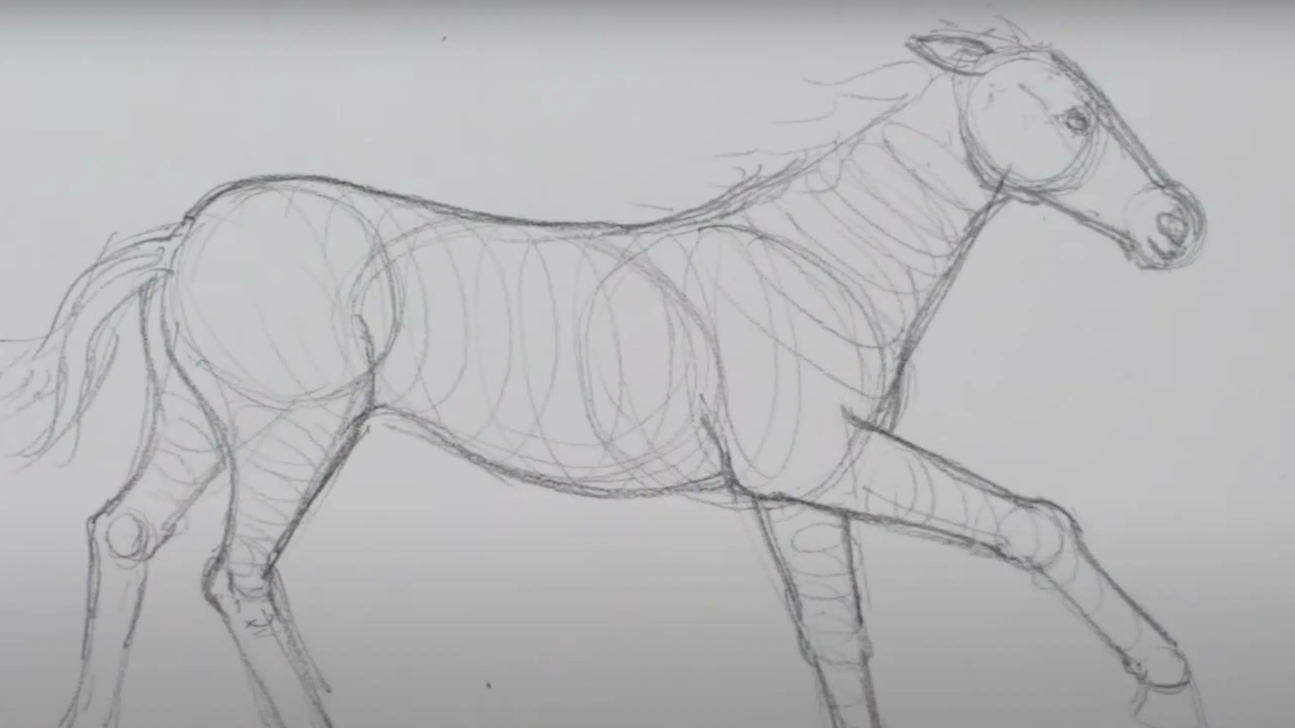 Form_the_Neck_and_Head_Structure