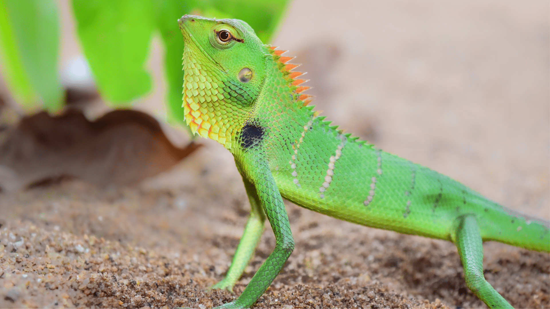 Green_Chameleon_Color