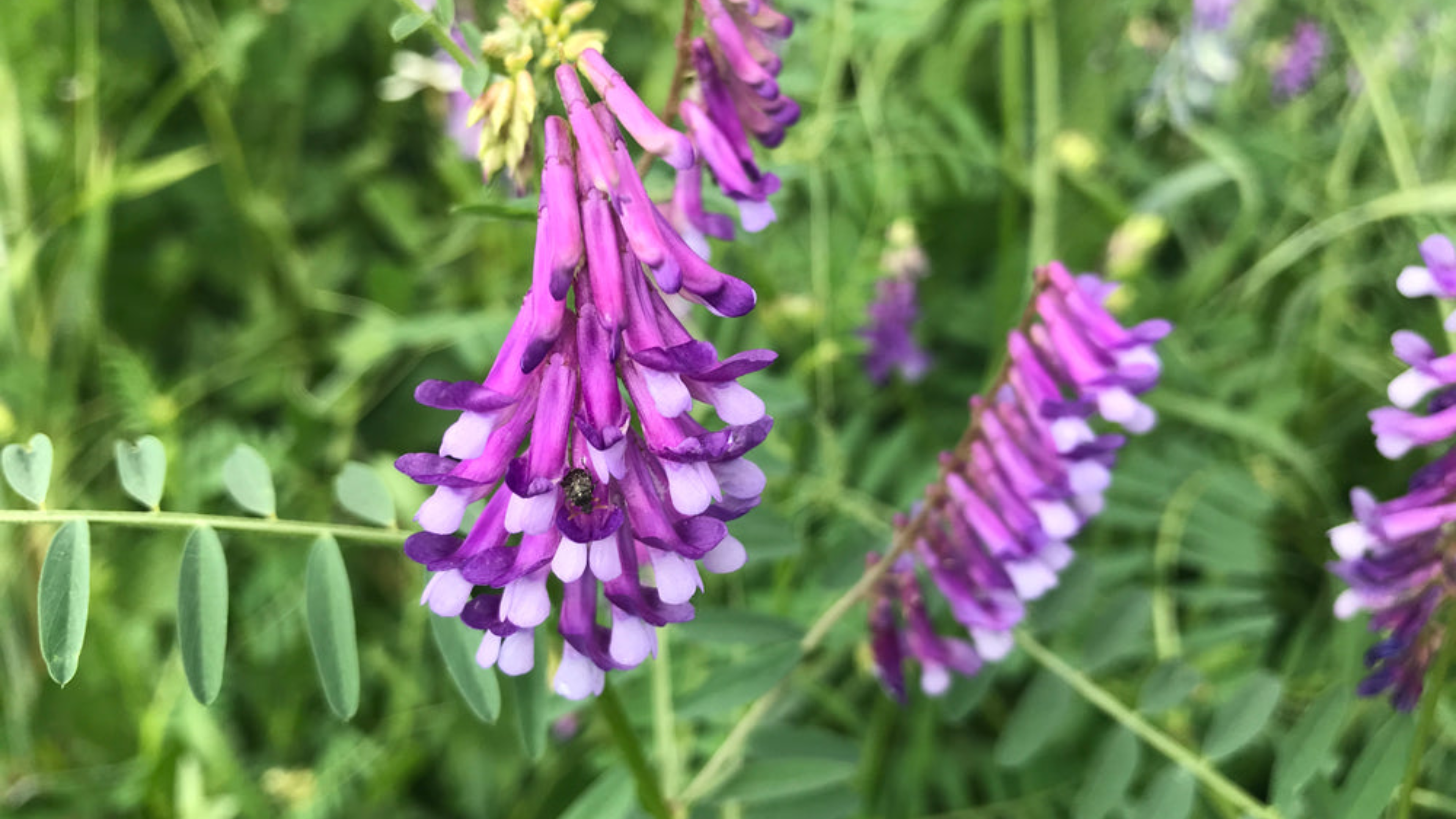 Hairy_Vetch