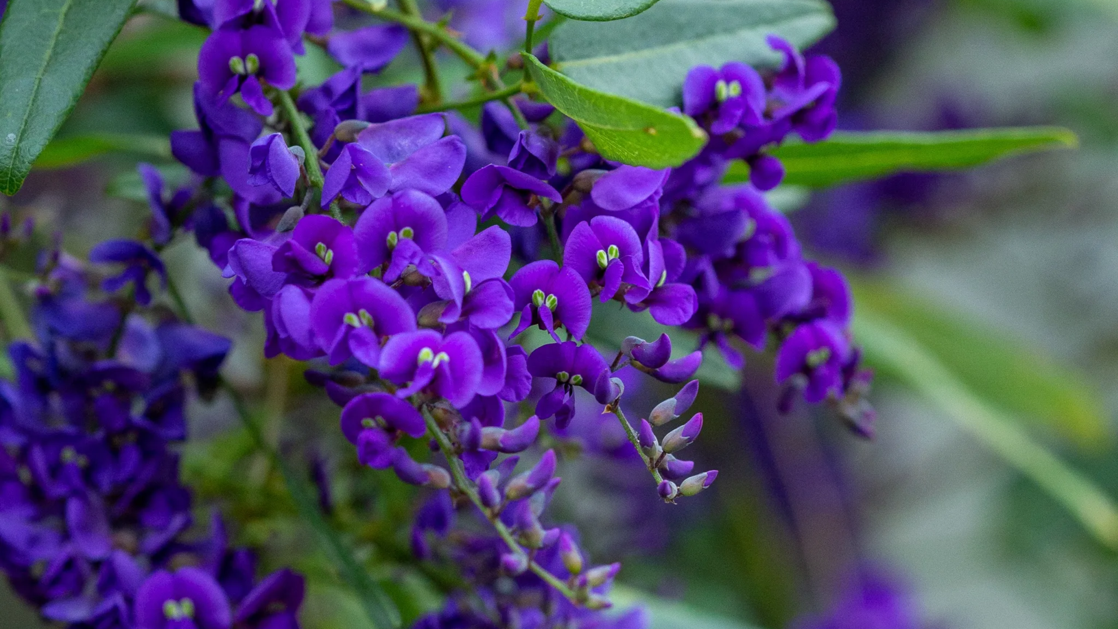 Hardenbergia