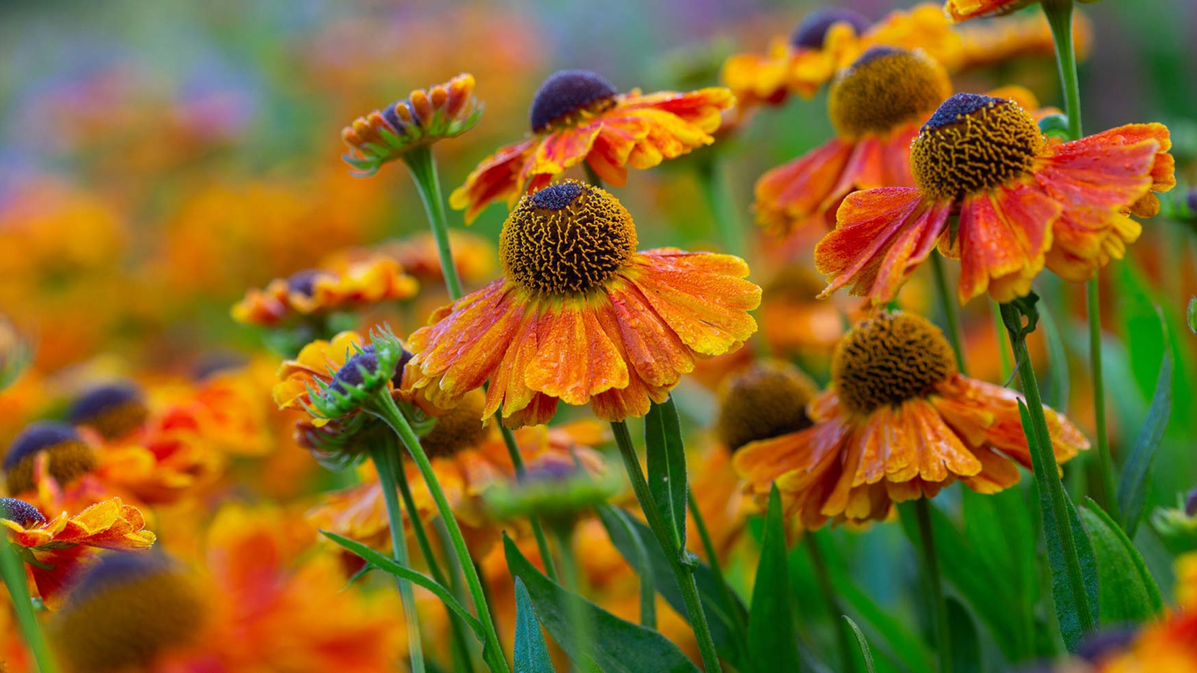 Helenium