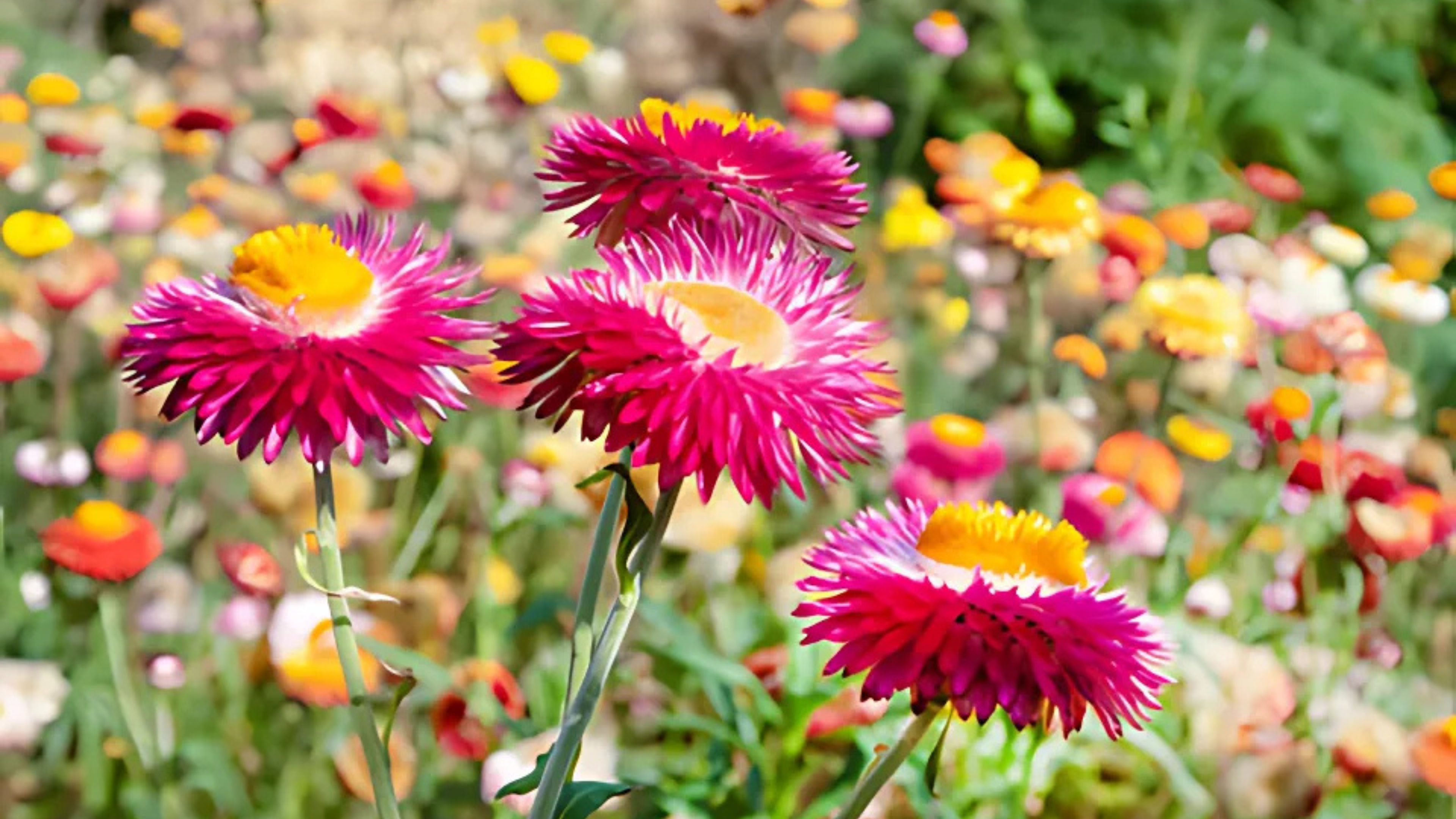 Helichrysum