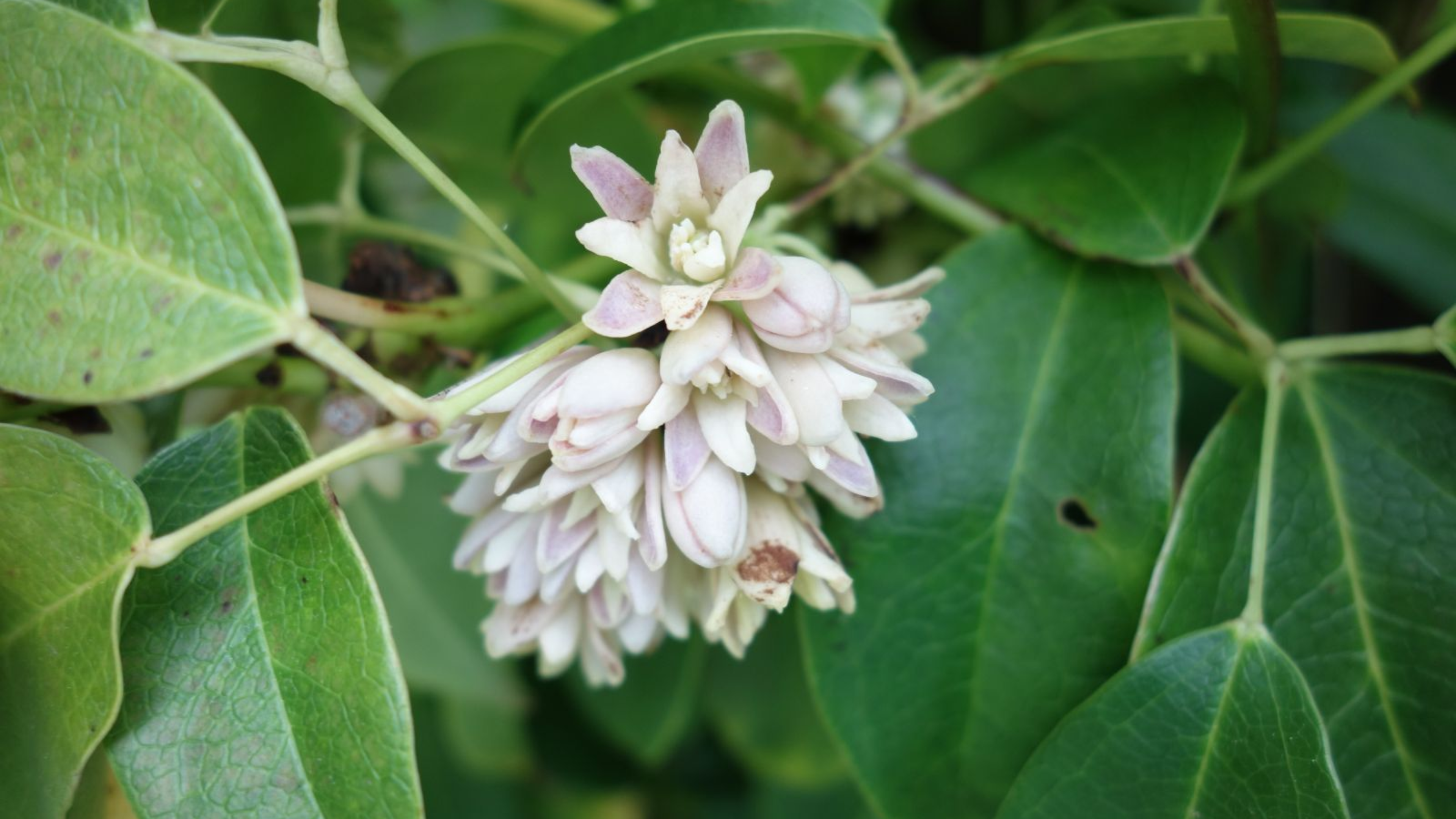 Holboellia