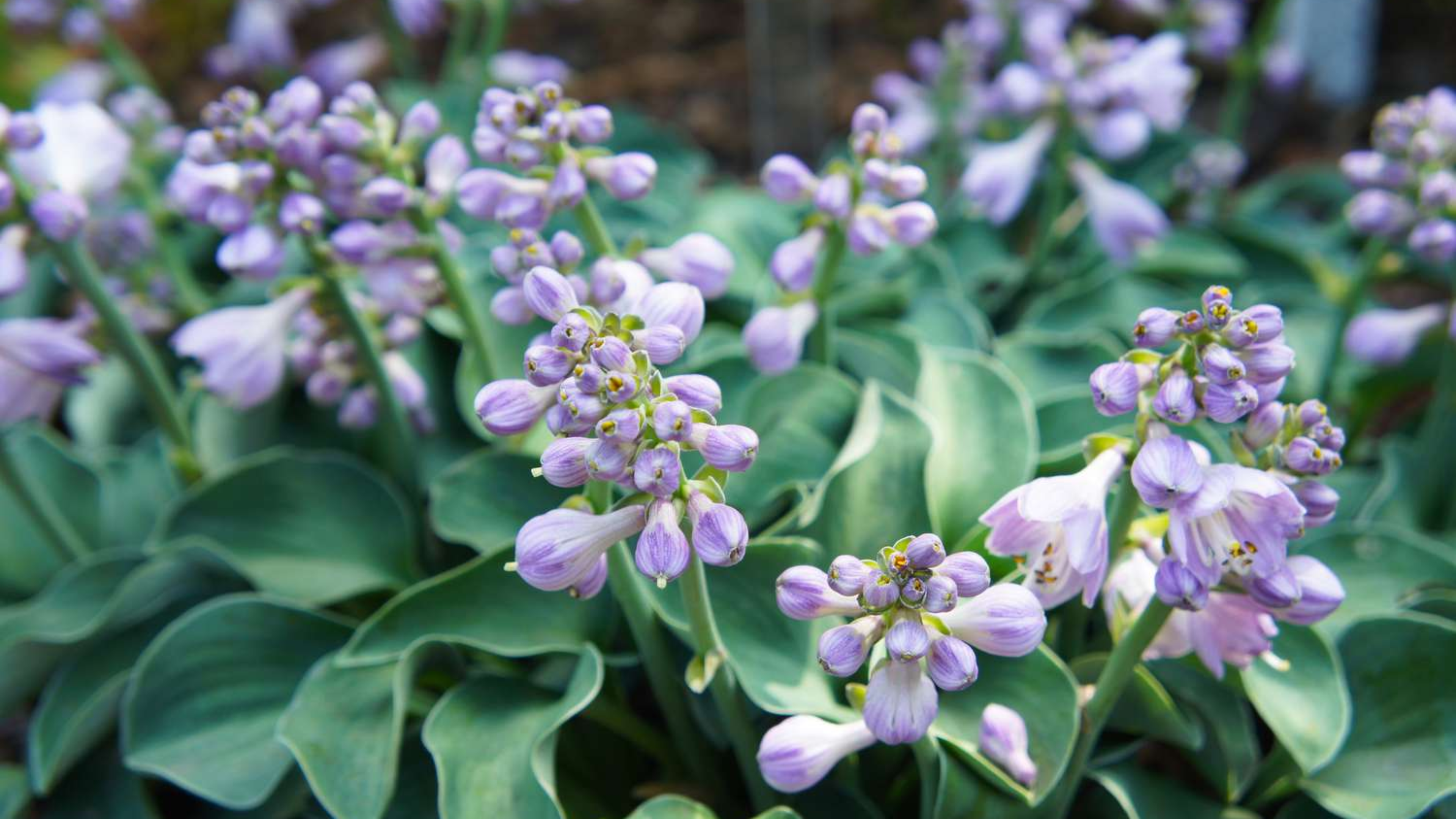Hosta