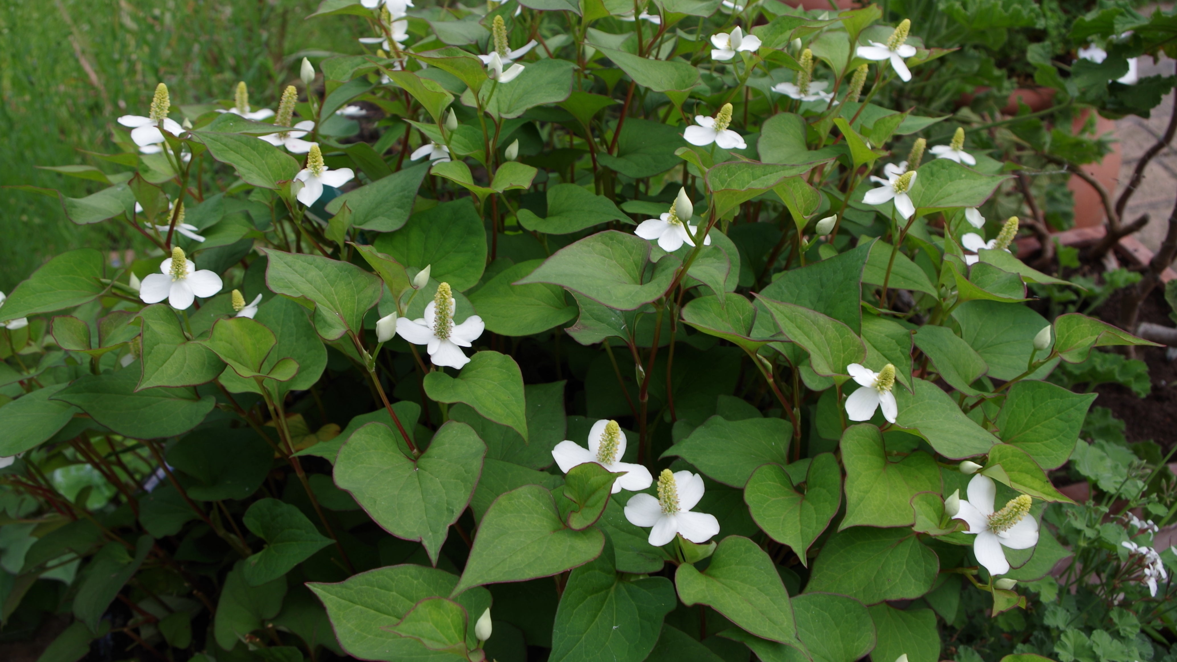 Houttuynia