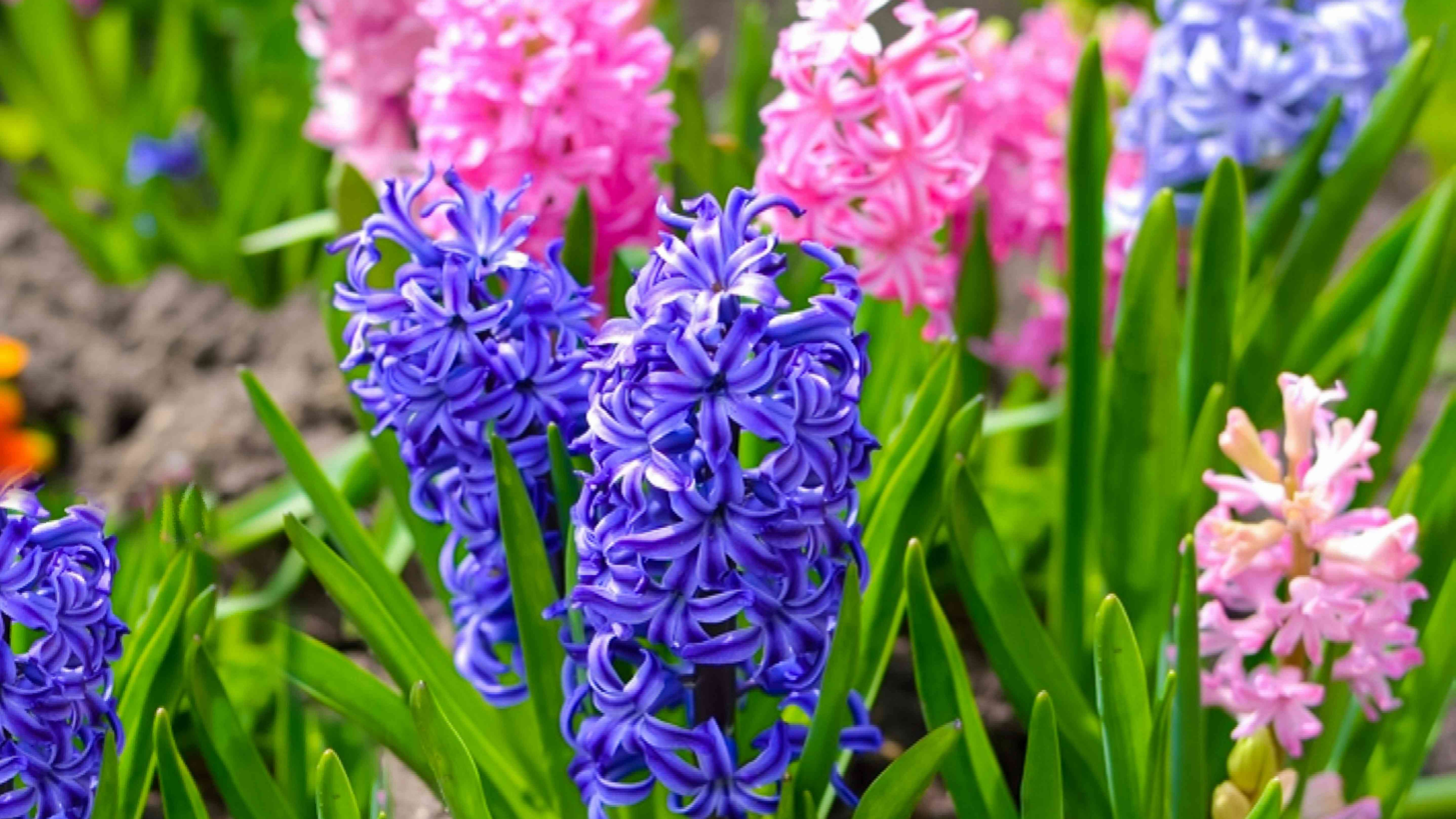 Hyacinth