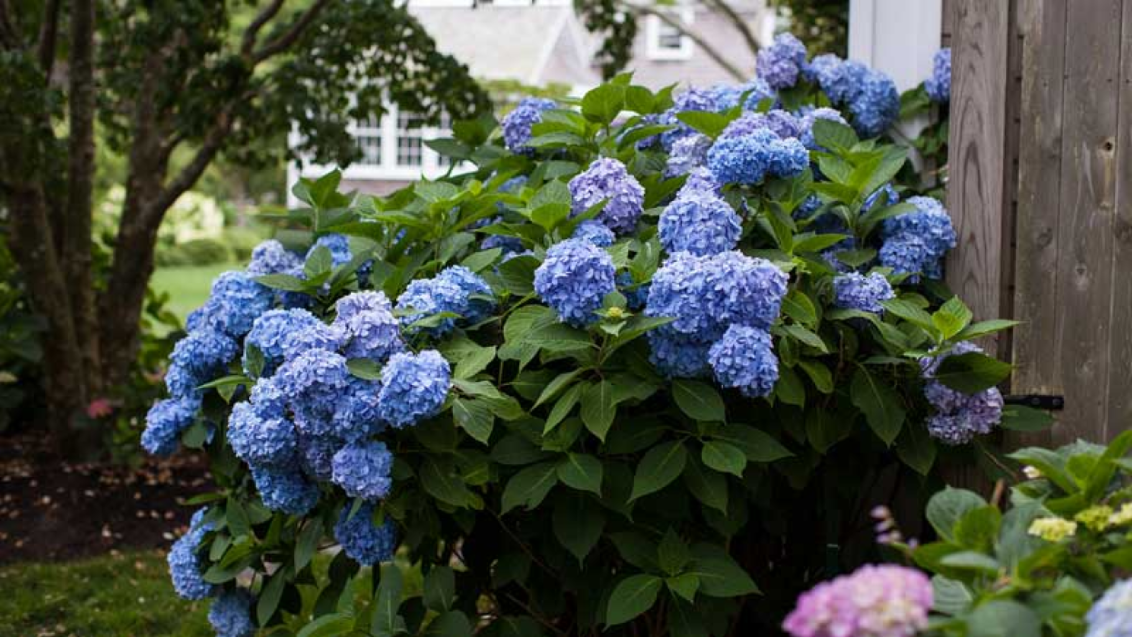 Hydrangea