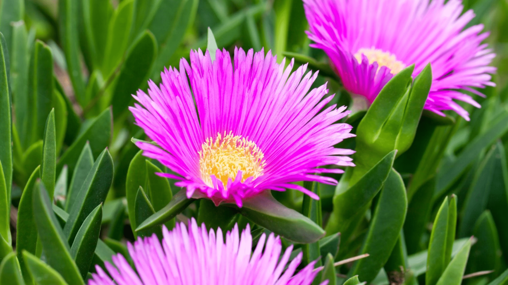 Ice_Plant